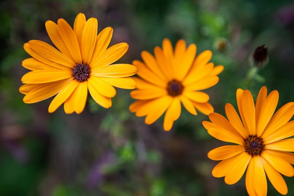 yellow-flowers.jpg